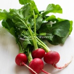 Common Radish