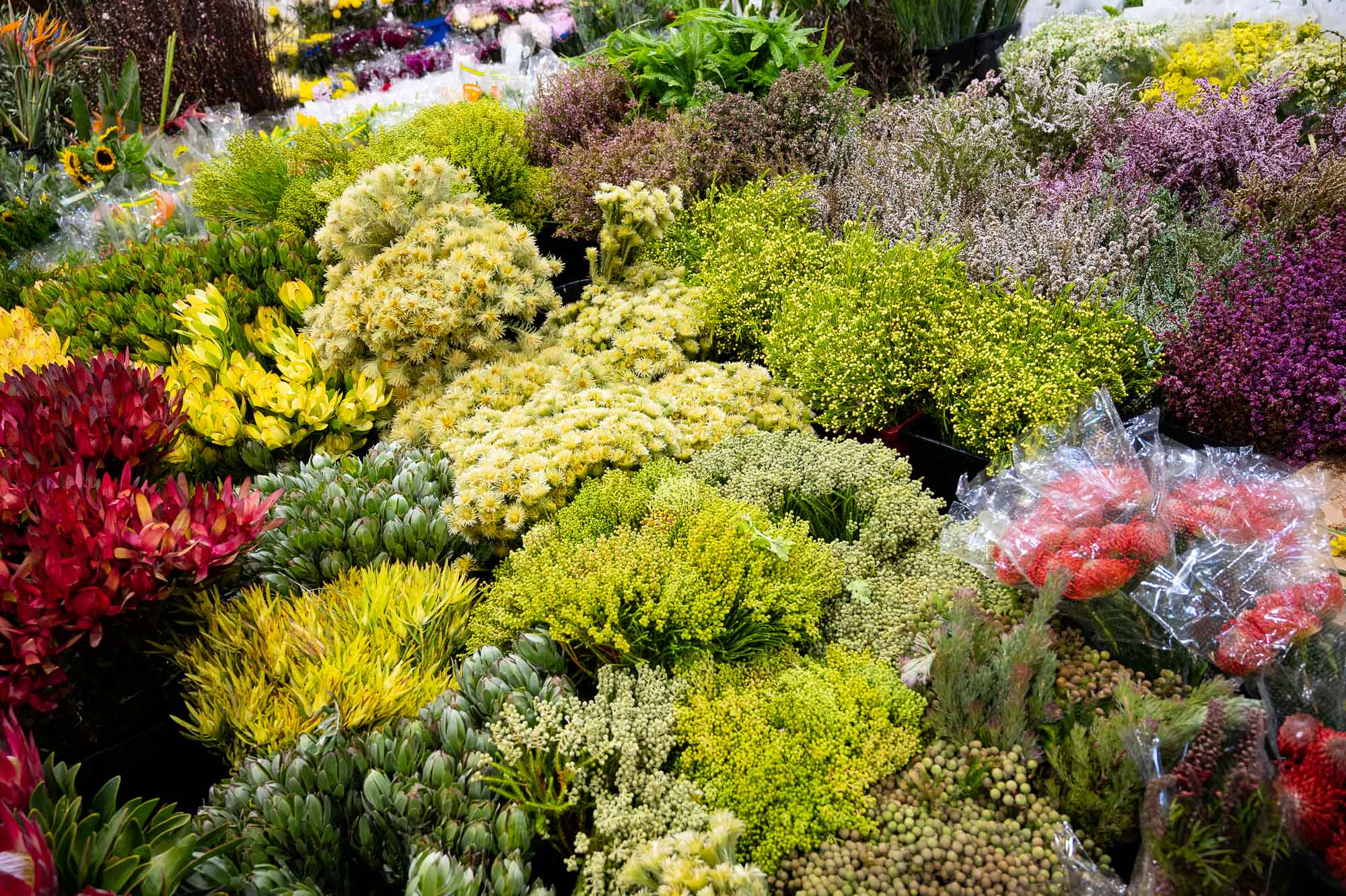 Extensive range of colourful flowers and foliage at Sydney Flower Market