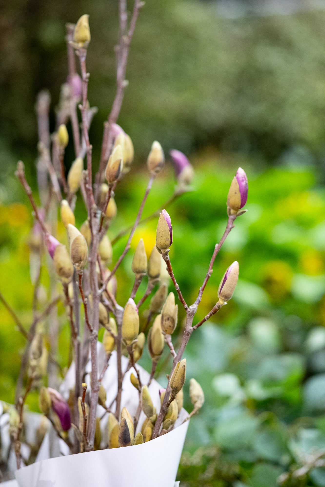 Magnolia branches and buds at Sydney Flower Market