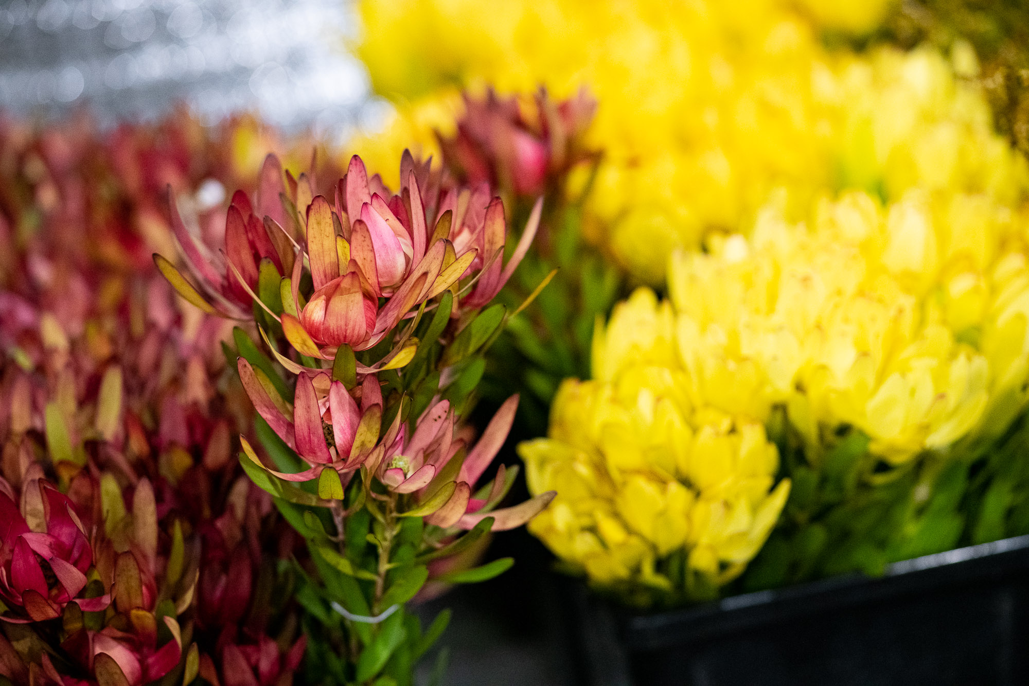 Red banksia flowers surrounded by yellow foliage