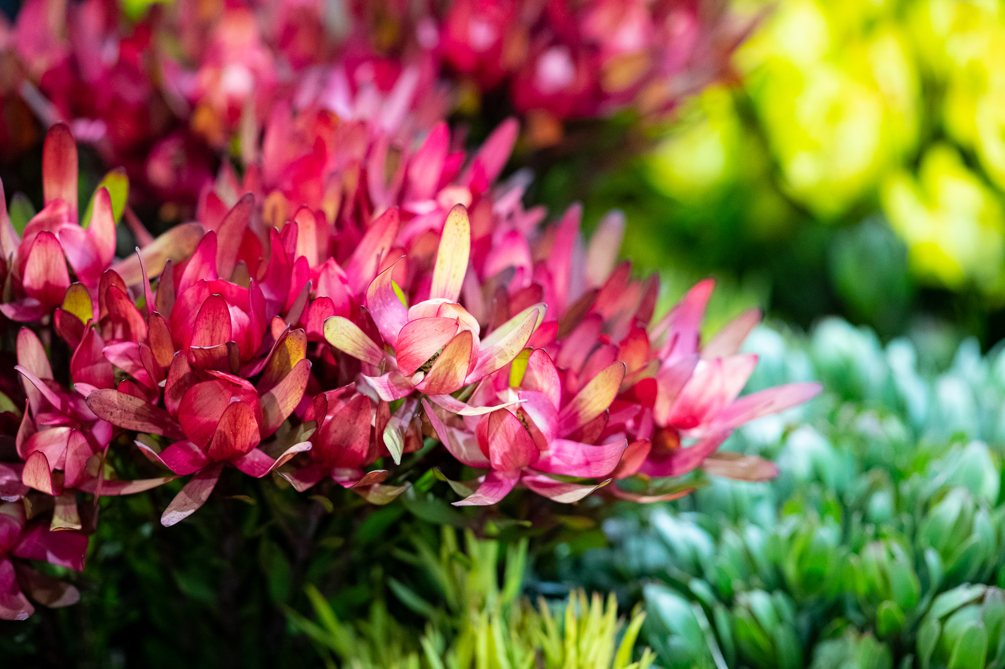 Colourful Australian flowers arranged at Sydney Flower Market