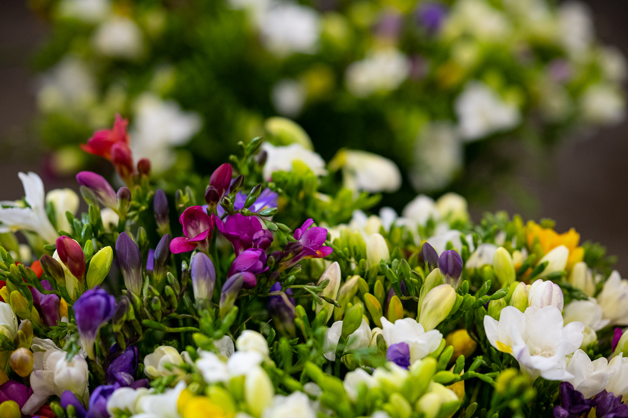 Australian native flowers in red, yellow and green