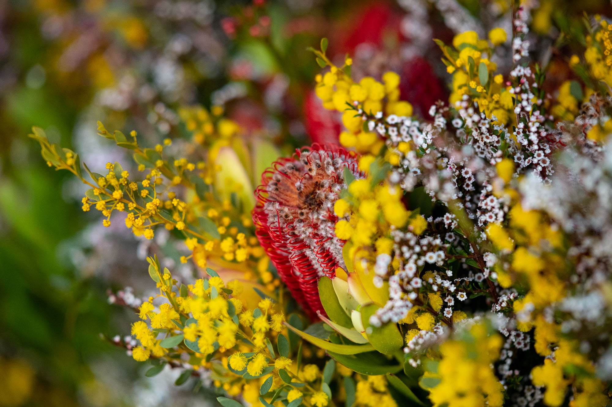 Colourful freesia flowers at Sydney Flower Market