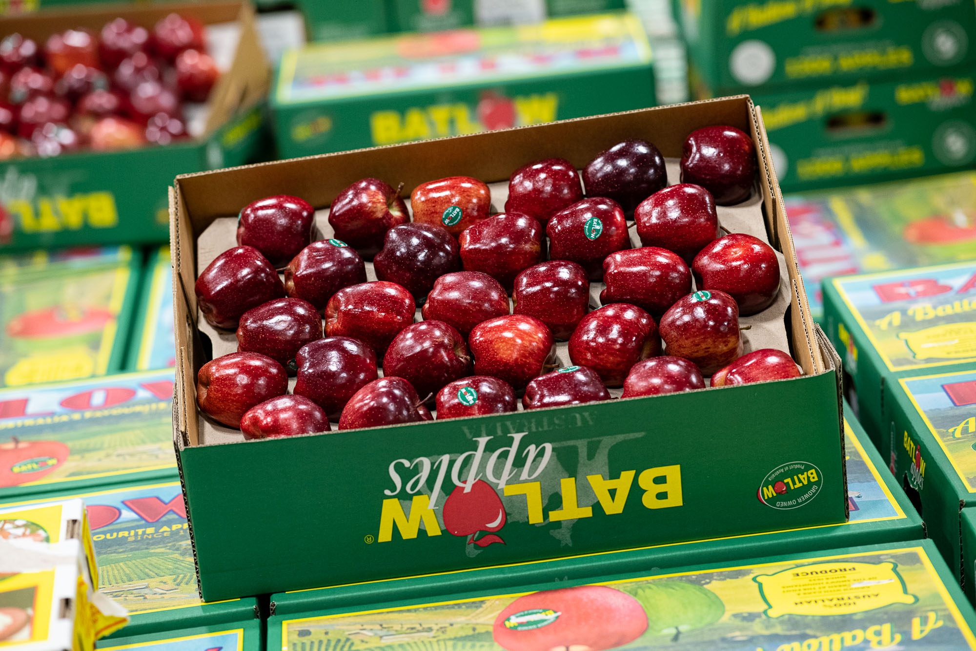 Fresh red apples prepared for wholesale sale