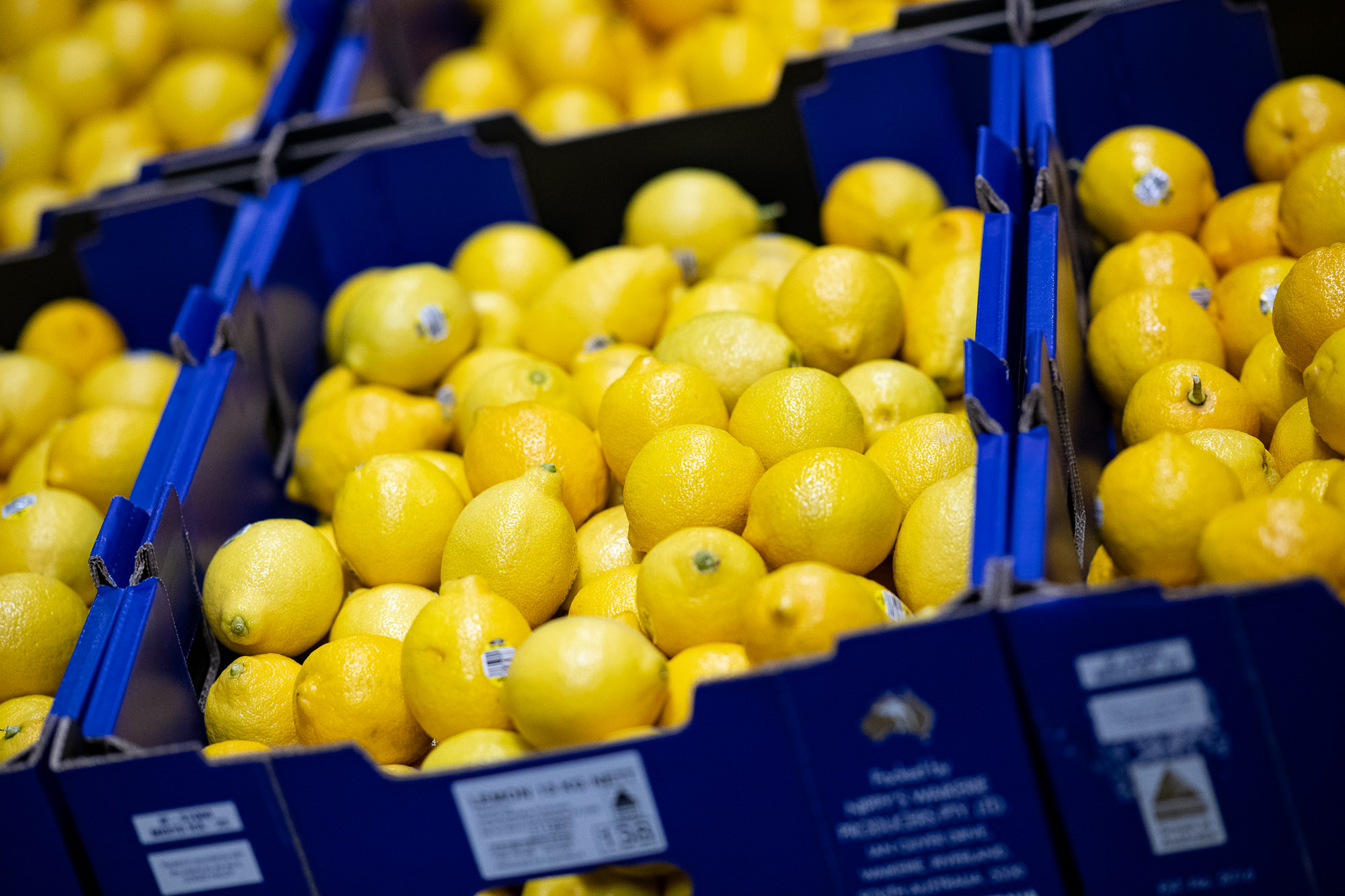 Fresh Australian lemons at Sydney Produce Market