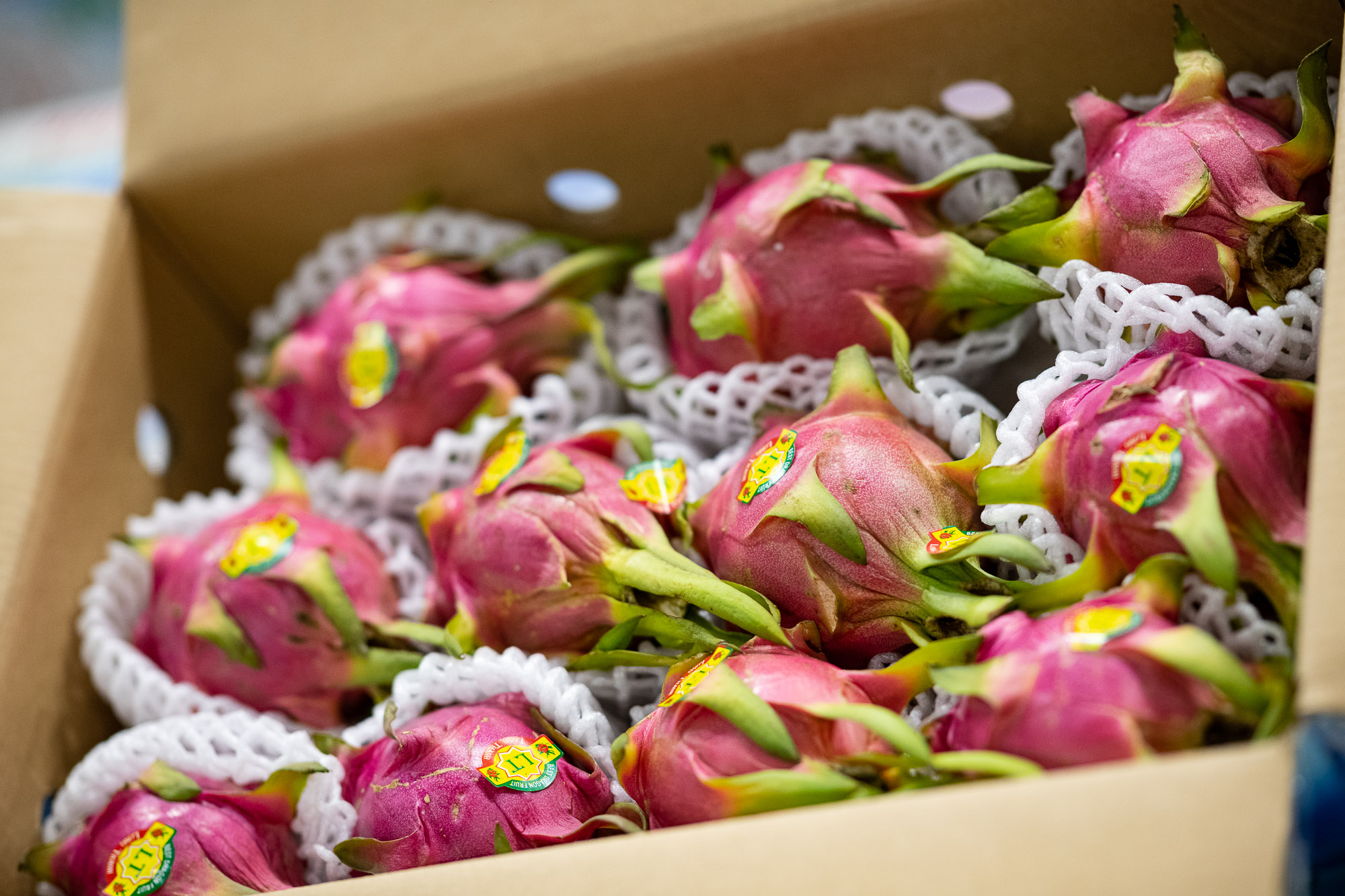 Pink dragon fruit displayed at Sydney Produce Market