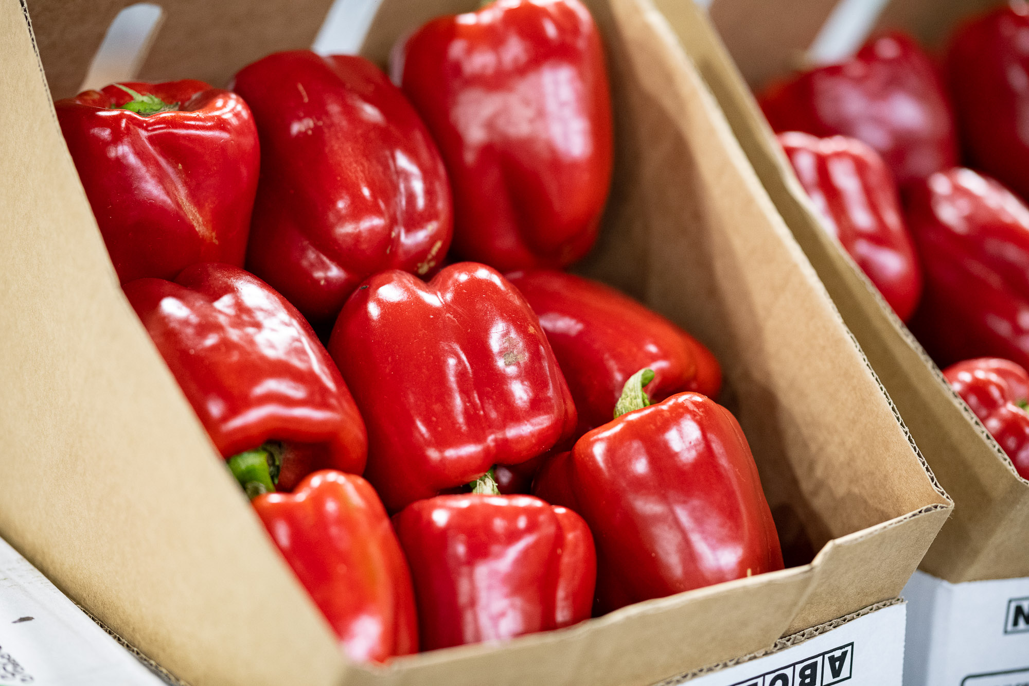 Fresh red capsicums packed for wholesale sale