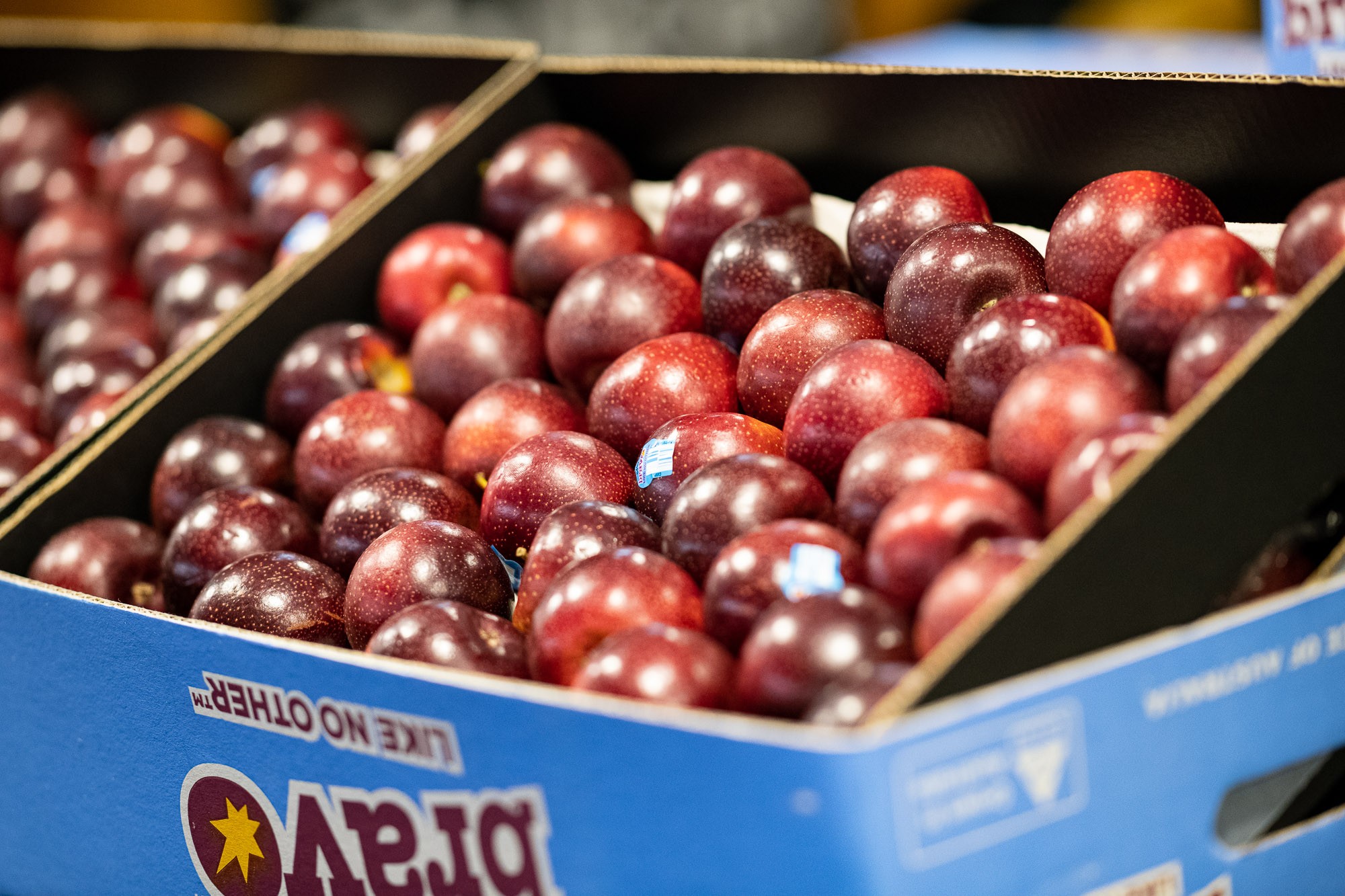 Fresh plums prepared for wholesale distribution