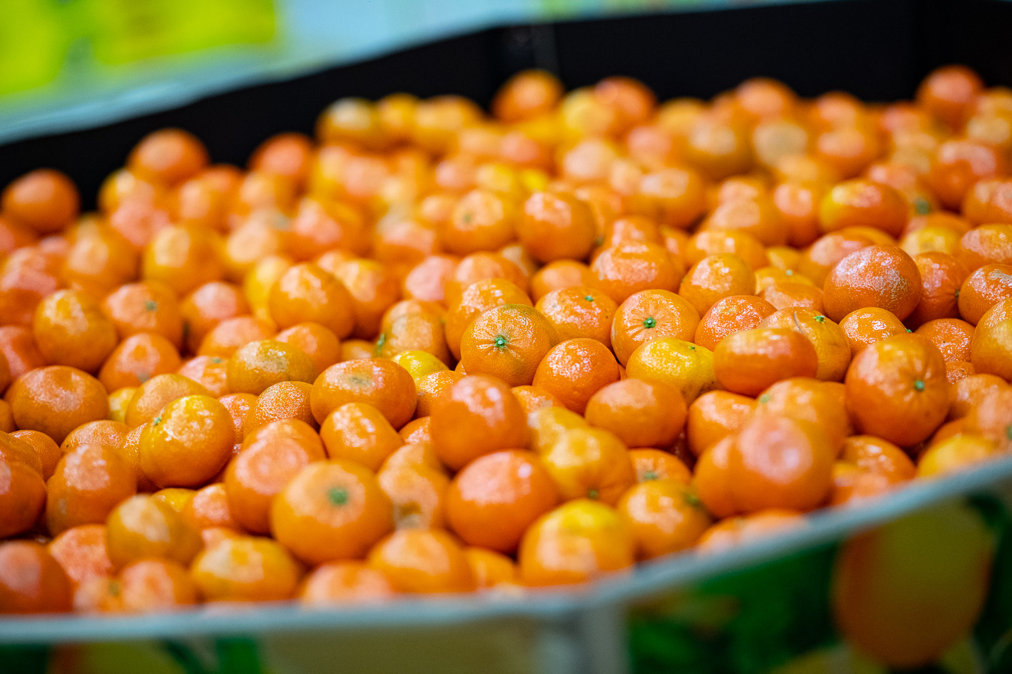 Fresh mandarins displayed at Sydney Produce Market